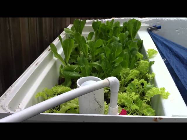 Amazing growth aquaponics system