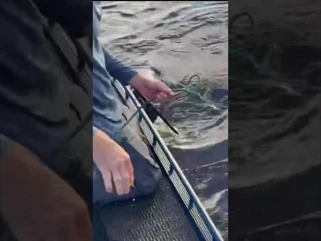BIG ALLIGATOR CAPTURED! 7/8 #viral #short #youtubeshorts #shorts #viralvideo #youtube #shortvideo