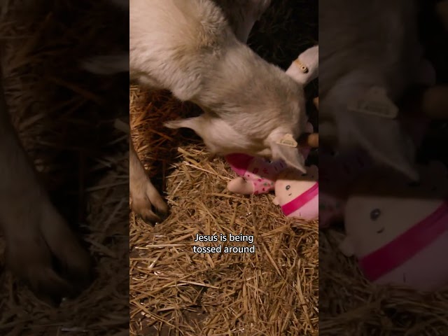Jeremy Clarkson's Christmas goats cause chaos #ClarksonsFarm