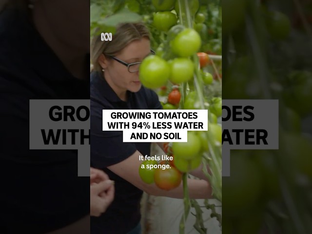 Just 12L of water per kilo 😲 #IndoorFarming #Tomatoes #Agriculture