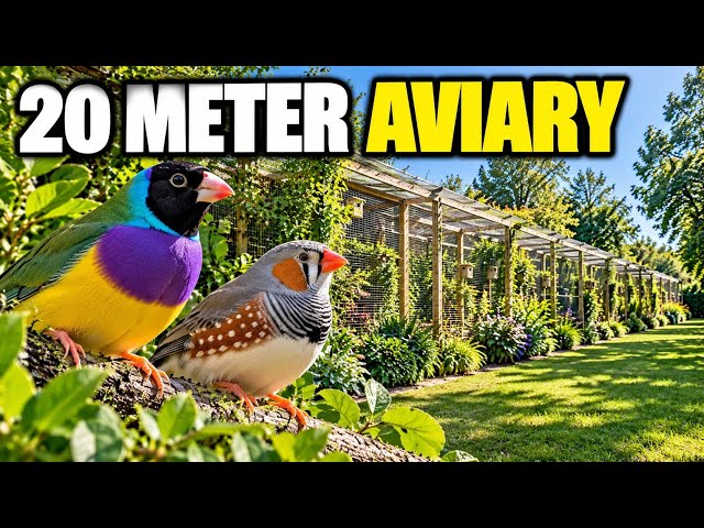 Aviary Breeding Update: New Chicks in Autumn!
