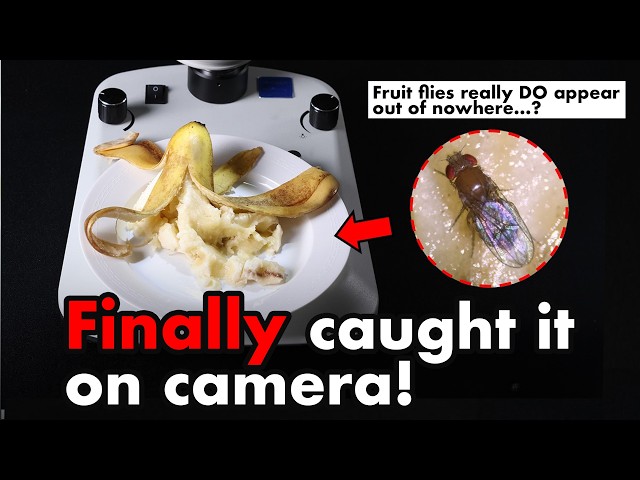 I Filmed a Banana for 200 Hours to Find Out Where Fruit Flies Come From