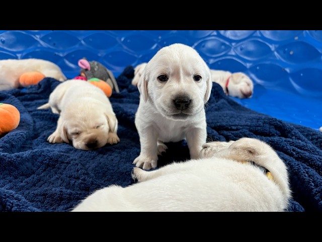 3-Week-Old Lab Puppies Practice Their Escape from the Puppy Pool! #cutepuppy #labrador #puppy