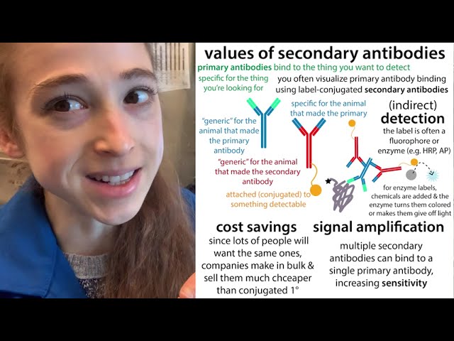 Why we use secondary antibodies (indirect detection method) - in western blots, etc.