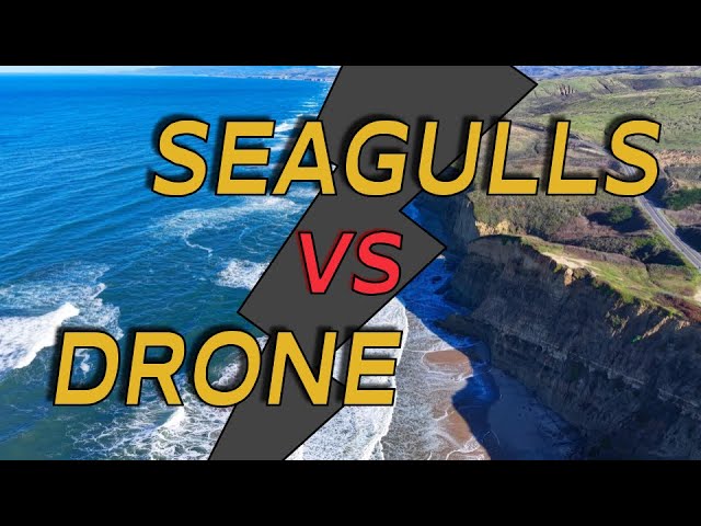 Drone vs Seagulls — Risking It All for the Perfect Coastal Shot