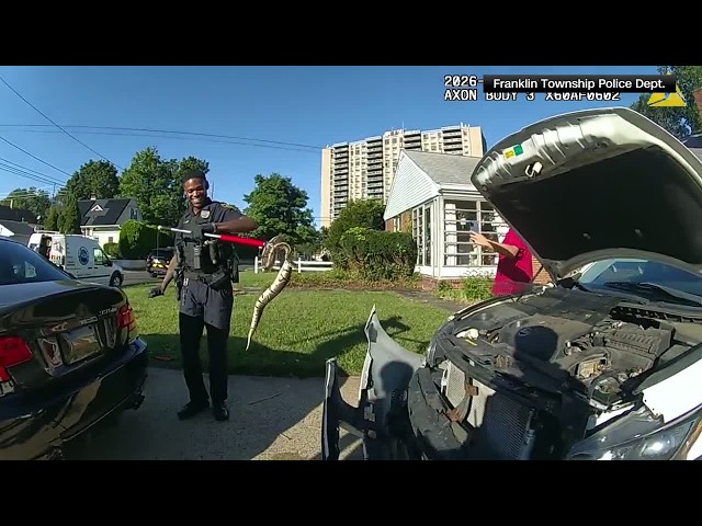 Officers rescue ball python trapped in vehicle