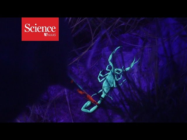 XX Files : Scorpion hunters : Ashlee Rowe