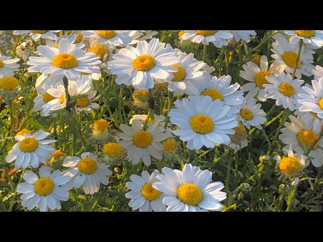| playlist | Waiting for spring
