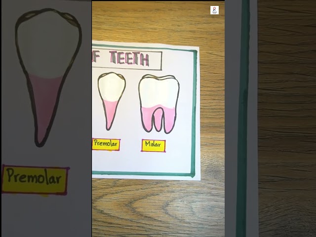 Types of Teeth Chart | Incisors, Canines, Premolars, Molars | Easy School Science Project diagram