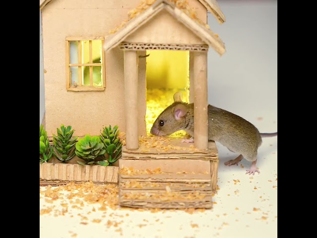 CAT TV: Mouse Video in Cardboard House #catgames #rat #cattv