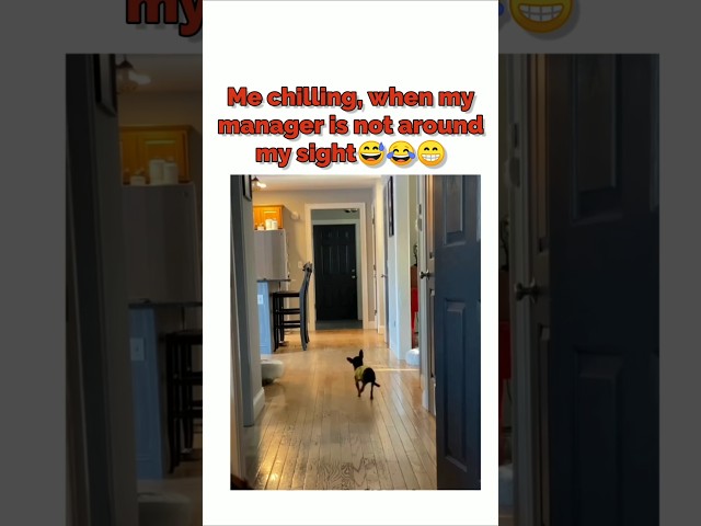 Me chilling, when my manager is on around my sight😂🤣😅#clientes #corporatememes #shorts #short