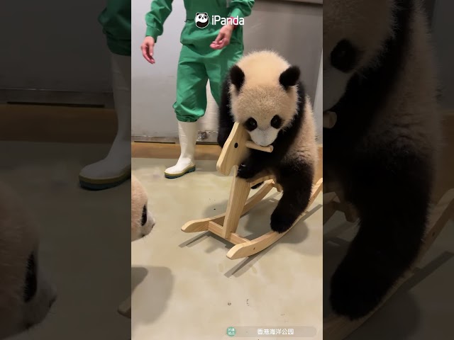 Panda Driving School Is Now In Session | iPanda #shorts #HKPanda