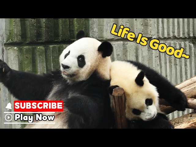 Panda Social Life: Fully Booked | iPanda