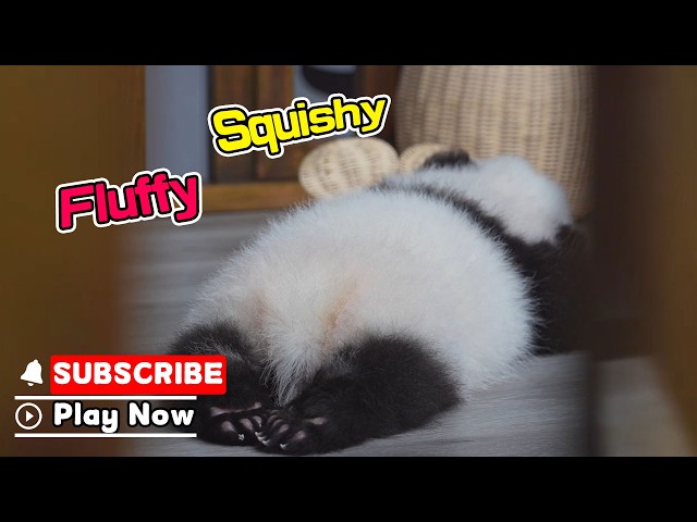 Too Cute To Resist: Baby Panda's Paw Pads | iPanda