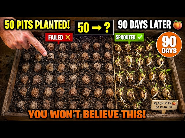 How to Grow a Peach Tree From a Pit: The Cold Stratification Method That Actually Works