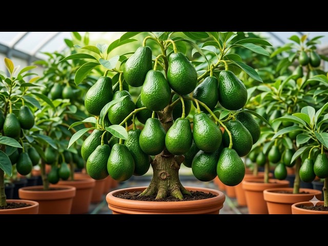 🌱 🥑 Grow Avocado Tree from Cuttings | Simple Propagation Technique #livestream #live