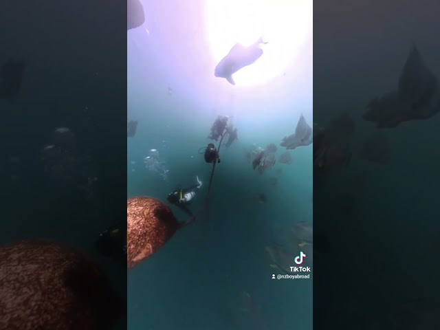 Epic safety stop at EX-HMAS Brisbane @sunreefdive #insta360 #insta360diving #scubadiving #travel