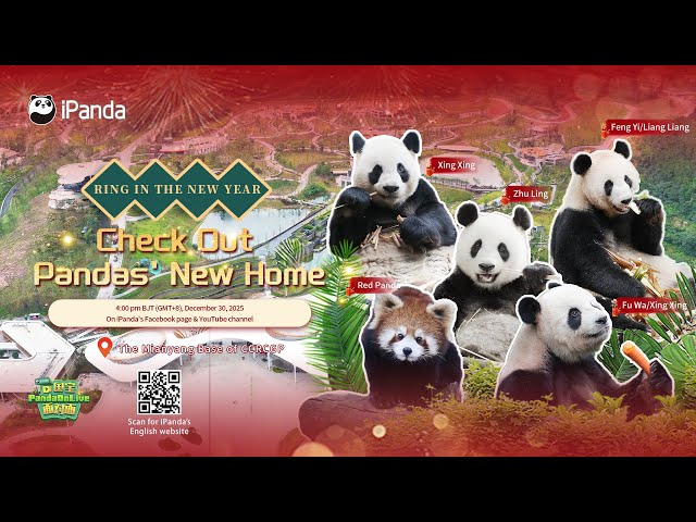Broadcast: Ring In The New Year - Explore Pandas' Cozy New Home | iPanda