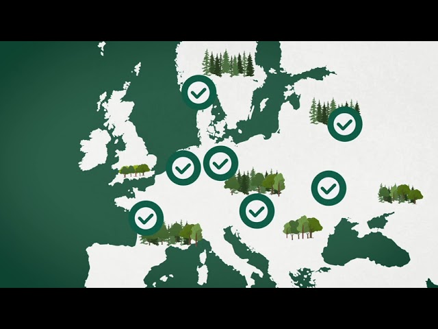 FSC Supply Chain: from Forest to Producer to Consumer