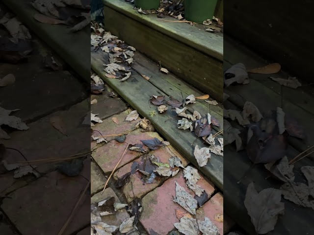 Porch Toad Emerges at Dusk!