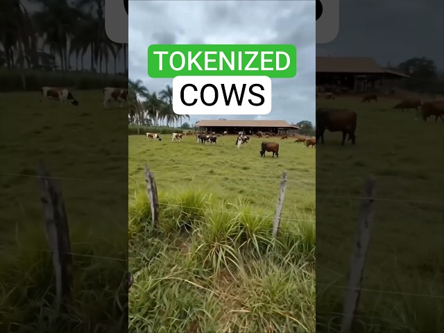 Cows Became Tokens, Farmers Became Crypto Investors | AI & Blockchain in Agriculture