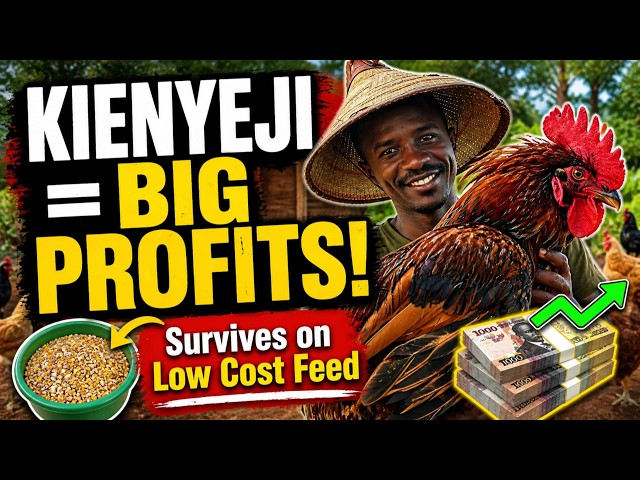Why Pure Kienyeji Chickens Make More Profit Than Broilers & Layers  (Low Cost Survival Secrets)