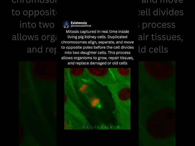 Mitosis Cell Division Captured in Real Time