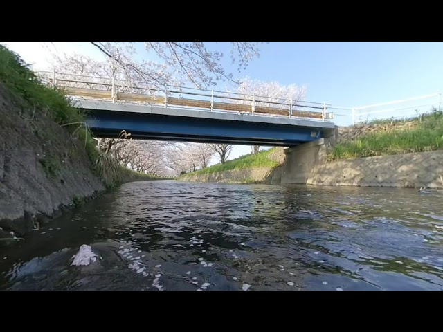 (180VR 3D) 五条川の桜 P.1