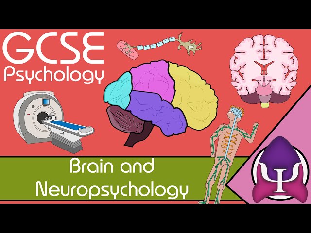 Brain and neuropsychology: GCSE Psychology