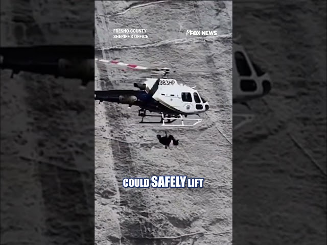 WATCH: Climber rescued by HELICOPTER from 700-ft cliff #shorts #us #news #hiking #rescue
