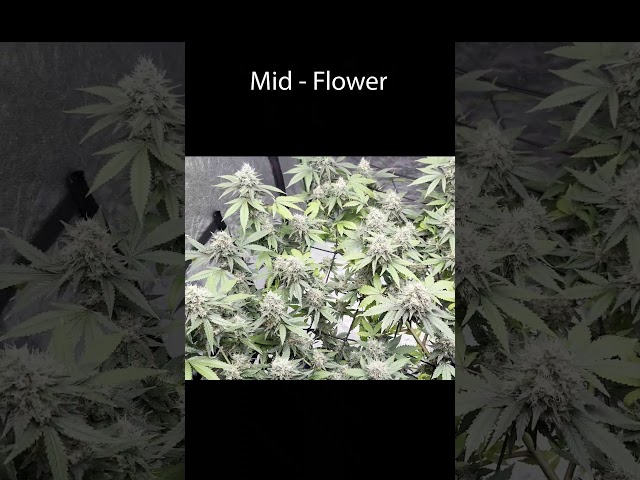 S.C.R.O.G Net Means 0% Larf For My Blue Dream