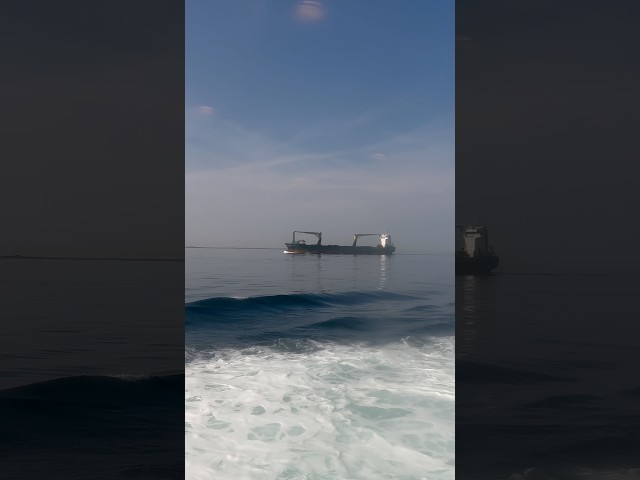 Life at sea || Sealife #shorts #bulkcarriership