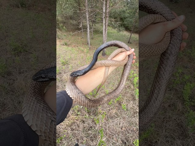 Finding Huge Coachwhips Under Tin in South Georgia!