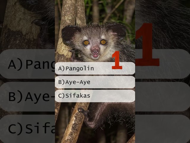Weird Animals From Around the World | Guess the Animal Quiz #animalquiz #quizgame #quiz #weird