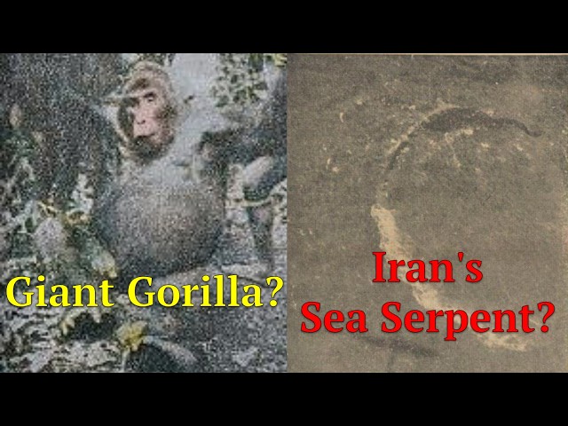 The RAREST Cryptid Evidence