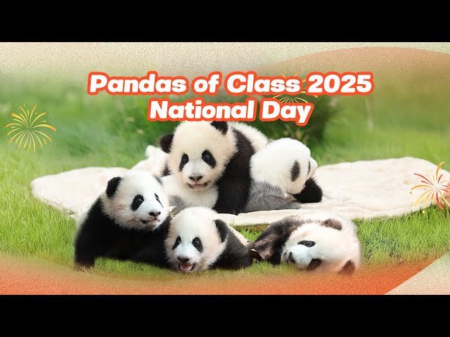 Broadcast: Pandas Of Class 2025 Embrace The National Day Holiday | iPanda