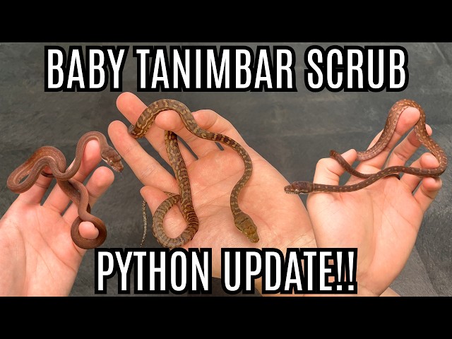 Baby Tanimbar Scrub Python Update!!