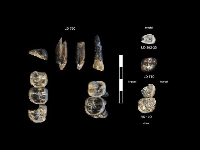 A Missing Chapter in Human Evolution?  2.8 Million Year Old Mystery!