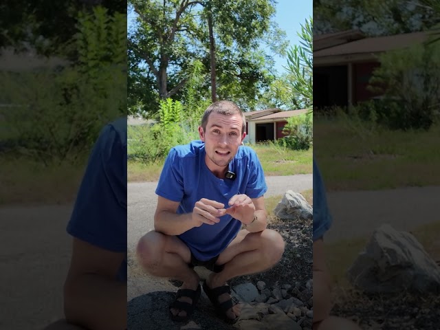 Turn Street Runoff into Free Irrigation (DIY Dry Creek Bed)