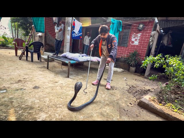 The largest Indian spectacled cobra was found in this house in Shakti Farm.