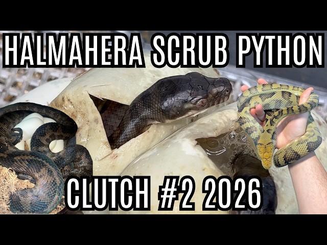 The Second Halmahera Scrub Python Clutch Of The Year!!