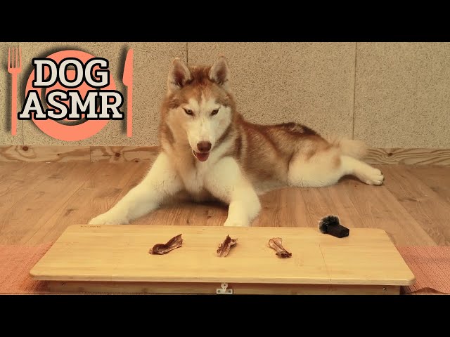 [Part 2] Dog ASMR MUKBANG Eating Sound🐶Duck Neck + Chicken Breast Steak with NAMU🎵
