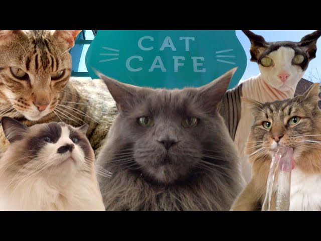 EDINBURGH CAT CAFE | Maison de Moggy.  Must for Cat Lovers!  Sphynx, Norwegian Forest, Bengal & more