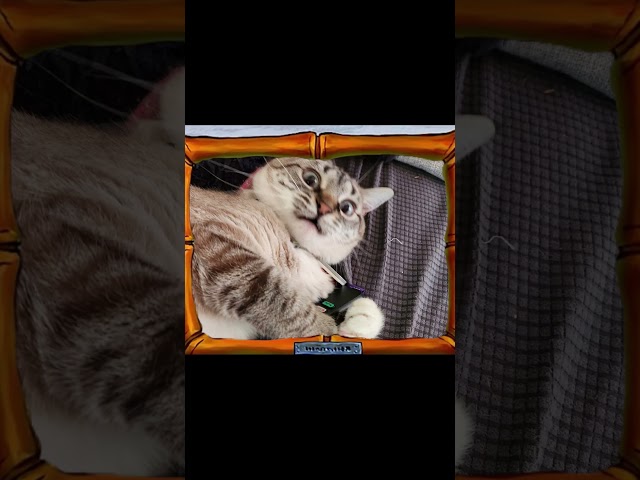 Amelia loves her remote #catsoftiktok #funnycats