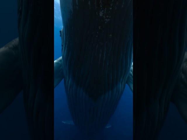 He is Giant. Blue Whale