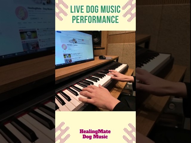 🐶💖Live Dog Music Show - Calming Tunes for Pets💖🐶