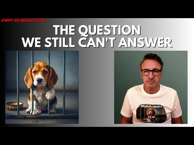 Why Are Beagles Still Used in Animal Testing? | #WhyDoBeaglesCry