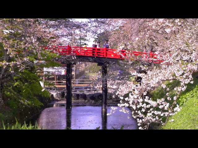 2017.05.02 弘前公園 桜散る