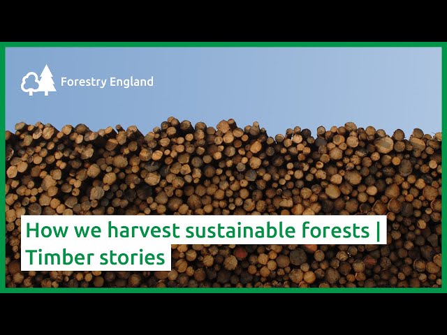 How we harvest sustainable forests | Timber stories