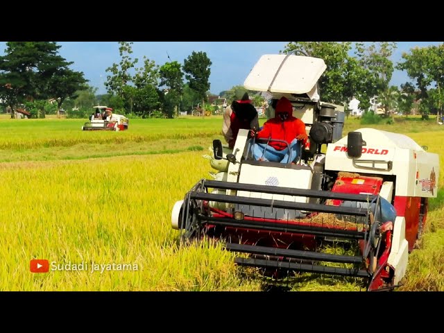 KOMBET PADI MAXXI BIMO EVO XTREME KENITEN PONOROGO